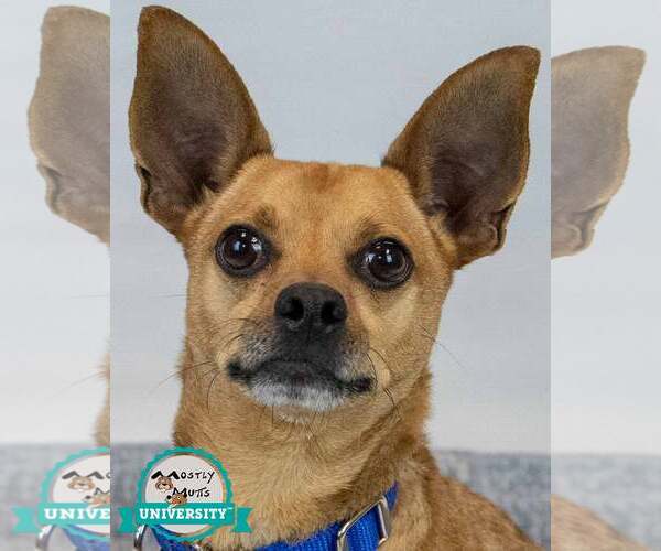 Medium Photo #1 Chihuahua-Unknown Mix Puppy For Sale in Kennesaw, GA, USA