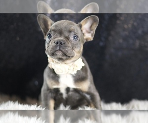 Medium French Bulldog