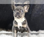 Puppy Penellope AKC French Bulldog