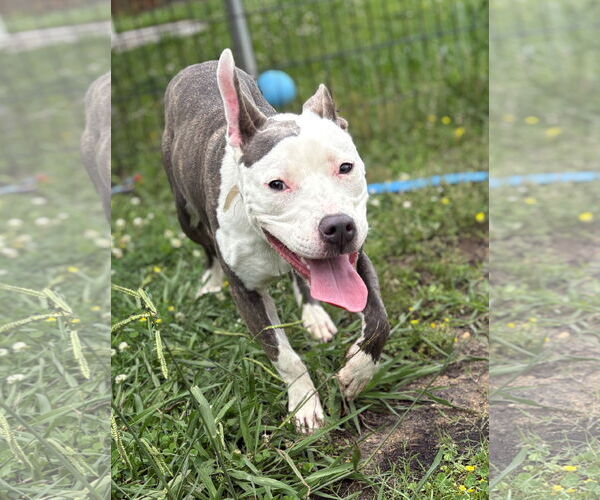 Medium Photo #3 American Pit Bull Terrier Puppy For Sale in Virginia Beach, VA, USA