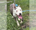 Small #2 American Pit Bull Terrier