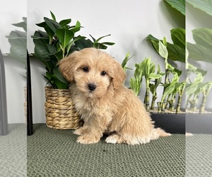 Maltipoo Puppy for sale in FRANKLIN, IN, USA