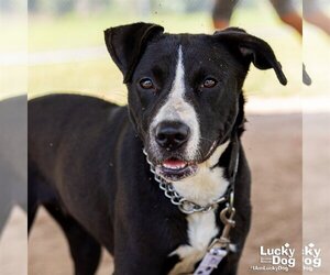 Lab-Pointer Dogs for adoption in Washington, DC, USA