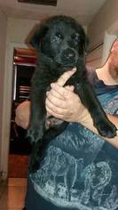 German Shepherd Dog Puppy for sale in DUNDALK, MD, USA