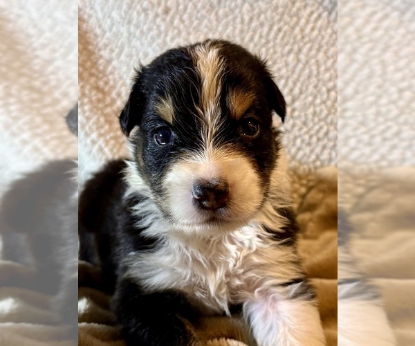 Medium Photo #2 Australian Shepherd Puppy For Sale in EUSTIS, FL, USA