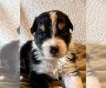 Small #1 Australian Shepherd
