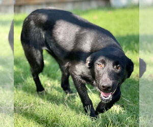 Labrador Retriever-Unknown Mix Dogs for adoption in Great Bend, KS, USA