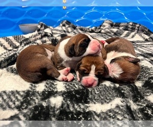 Boxer Puppy for sale in HAWESVILLE, KY, USA