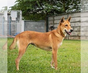 Zafrani - Female Mutt Dog for Adoption - Photo #5