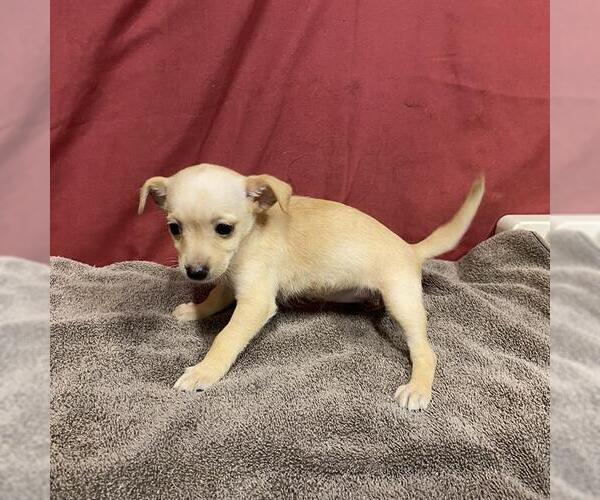 Medium Photo #1 Chihuahua Puppy For Sale in Modesto, CA, USA