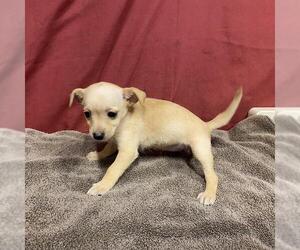 Chihuahua Dogs for adoption in Modesto, CA, USA
