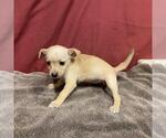 Small Chihuahua