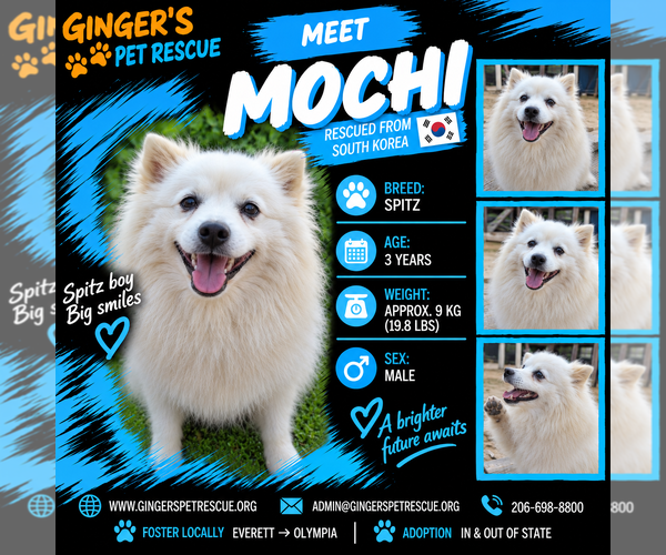 Medium Photo #1 - Mix Puppy For Sale in Seattle, WA, USA