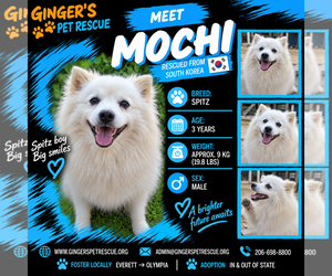- Mix Dogs for adoption in Seattle, WA, USA