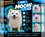 Mochi From Korea - Male - Mix Dog for Adoption - Small photo