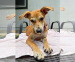 Small #4 Black Mouth Cur-Whippet Mix