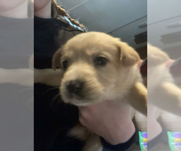 Medium Photo #4 Retriever -Unknown Mix Puppy For Sale in Aurora, IN, USA