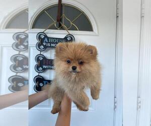 Pomeranian Puppy for sale in SUNNY ISL BCH, FL, USA