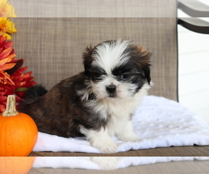 Shih Tzu Puppy for sale in SHILOH, OH, USA