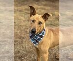 Small Photo #3 Carolina Dog-Labrador Retriever Mix Puppy For Sale in Phoenix, AZ, USA