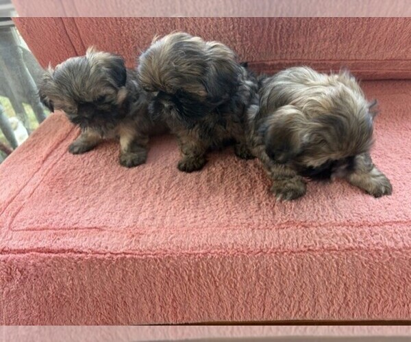Medium Photo #1 Shih Tzu Puppy For Sale in S ZANESVILLE, OH, USA