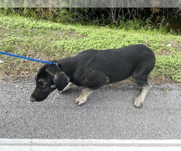 Medium Photo #2 German Shepherd Dog-Unknown Mix Puppy For Sale in Houston, TX, USA