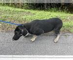 Small #1 German Shepherd Dog Mix