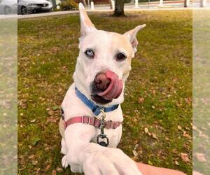 Siberian Husky-Unknown Mix Dogs for adoption in Alameda, CA, USA