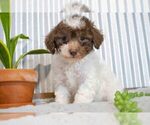 Puppy 2 Poodle (Miniature)