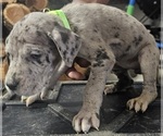 Puppy ZOE Great Dane