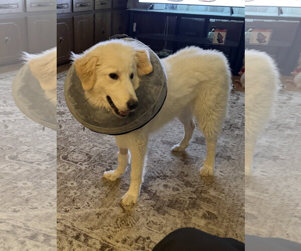 Medium Photo #9 Great Pyrenees-Unknown Mix Puppy For Sale in Houston, TX, USA