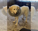 Small #8 Great Pyrenees Mix