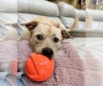 Small #4 Chow Chow-Labrador Retriever Mix