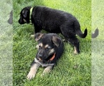 Small #2 German Shepherd Dog