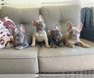 French Bulldog Puppy for sale in LOS ANGELES, CA, USA