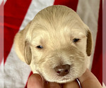 Small Photo #2 Goldendoodle Puppy For Sale in SIGNAL MOUNTAIN, TN, USA
