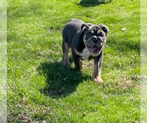 English Bulldog Puppy for sale in AKRON, OH, USA
