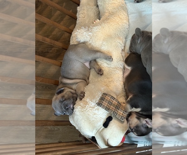 Medium Photo #3 French Bulldog Puppy For Sale in BIG RAPIDS, MI, USA