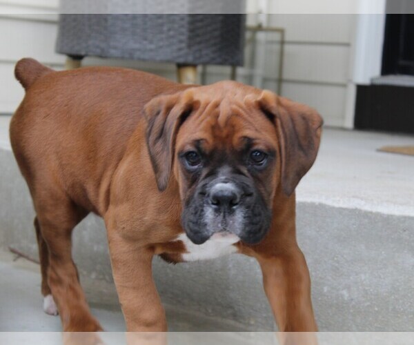 Medium Photo #10 Boxer Puppy For Sale in SHIPSHEWANA, IN, USA