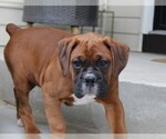 Small #9 Boxer