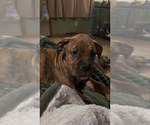 Small Photo #25 American Bully-Boxer Mix Puppy For Sale in HAMMOND, IN, USA