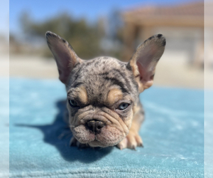 French Bulldog Puppy for sale in HOUSTON, TX, USA