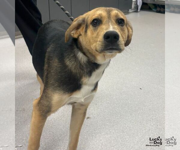 Medium Photo #2 Retriever -Unknown Mix Puppy For Sale in Washington, DC, USA