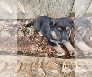 Australian Shepherd-German Shepherd Dog Mix Puppy for sale in FRANKLIN, ID, USA