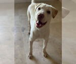 Small #8 Labrador Retriever Mix