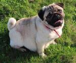 Small Photo #1 Pug Puppy For Sale in ORRVILLE, OH, USA
