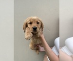 Puppy Lucy Golden Retriever