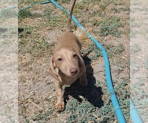 Dachshund Puppy for sale in TULARE, CA, USA