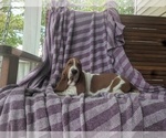 Small Photo #12 Basset Hound Puppy For Sale in HILLSBORO, TX, USA