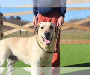 Labrador Retriever Dogs for adoption in Chestertown, MD, USA